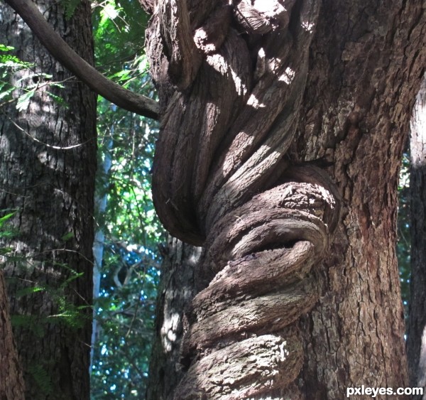 curly tree